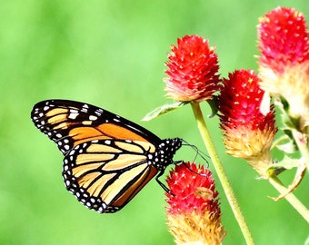 Monarch Butterfly on Globe Amaranth - Photo Print or Note Card   71-8875