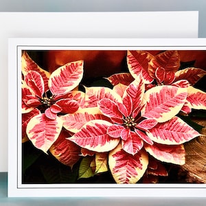 Christmas Cards - Set of 8 with Envelopes - Christmas Beauty Marble Poinsettias  81-5153