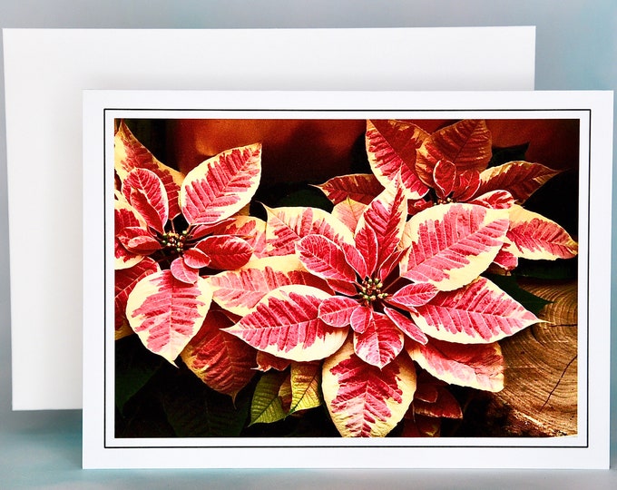 Christmas Cards - Set of 8 with Envelopes - Christmas Beauty Marble Poinsettias  81-5153