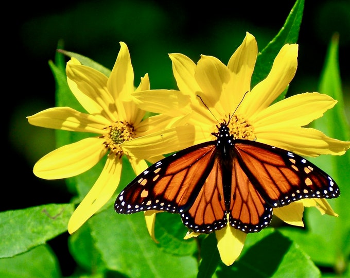 Butterfly Print - Monarch on Woodland Sunflower - Nature Print - Wall Art  71-9761