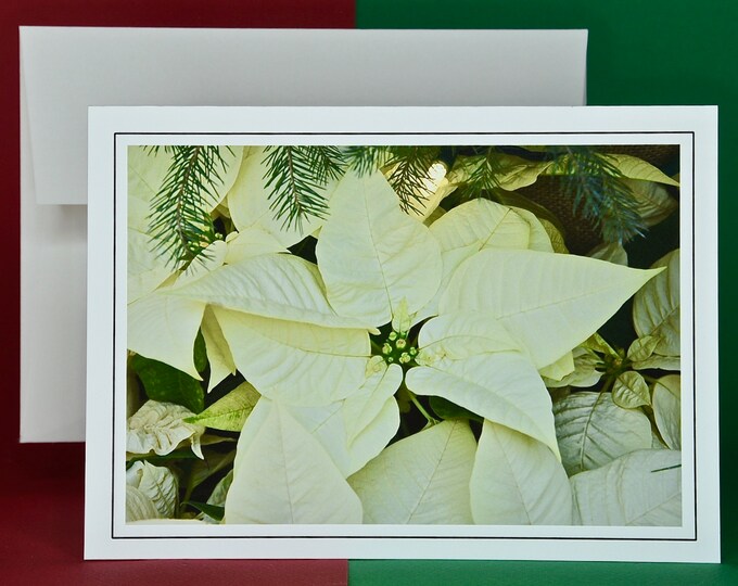 Christmas Cards - Set of 8 with Envelopes - Elegant Ivory Poinsettia in Pine
