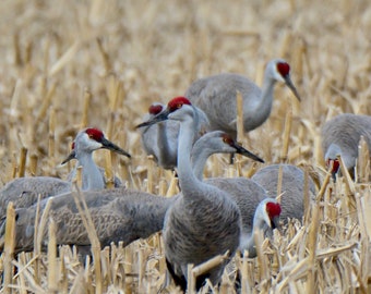 Sandhill Cranes Print - Posing in a Cornfield  71-8029
