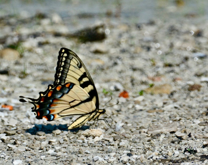 Butterfly Print - Swallowtail Profile - Nature Print - Wall Art  71-5929