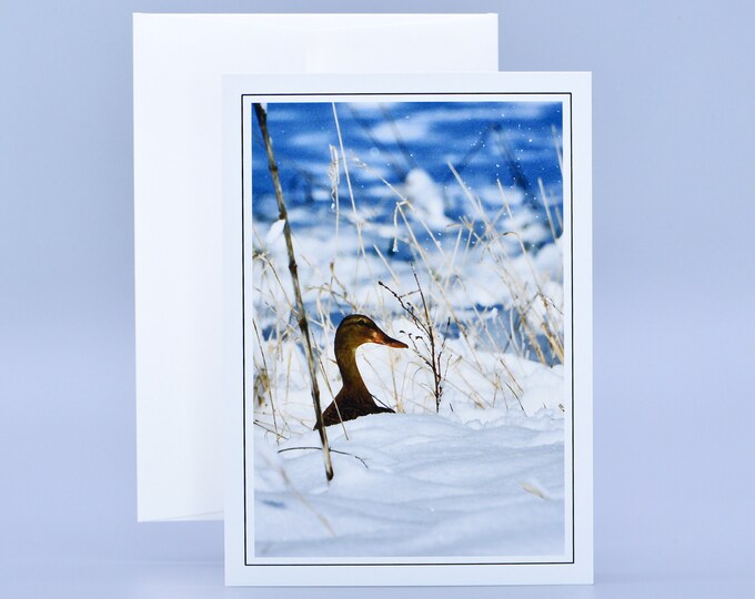 Blank Note Card - Winter Scene - Mallard in the Snow  71-1078P