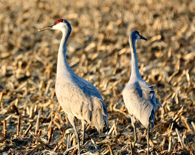 Sandhill Cranes Print - "Crane with a Kernel"  71-1298