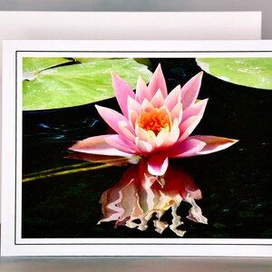 Pink Water Rose Water Lily Note Card - Blank Note Card  71-8192