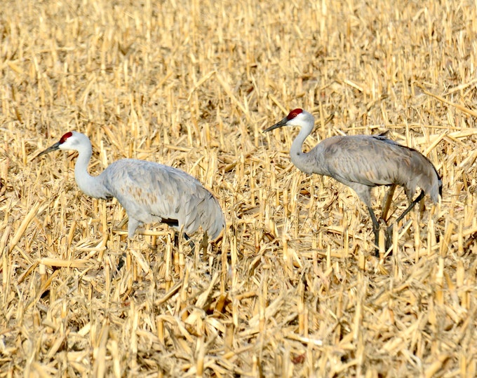 Sandhill Cranes Print - "Cranes in the Corn"  71-2834