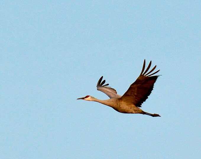 Sandhill Crane Print - "Soloist"  71-1978