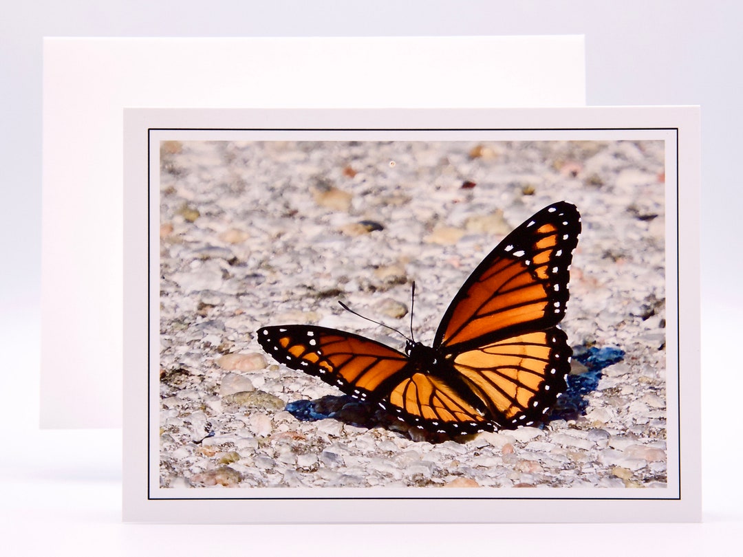 Monarch Butterfly "on the Rocks" - Blank Note Card - 71-5734 - Etsy