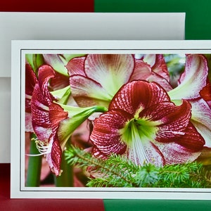 Christmas Cards - Set of 8 with Envelopes - Variegated Red Christmas Amaryllis  81-0763