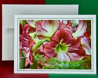 May include: Greeting card featuring a close-up of vibrant amaryllis flowers with red and white striped petals and green stems. The card is in a white frame, with a white envelope on a red and green background.