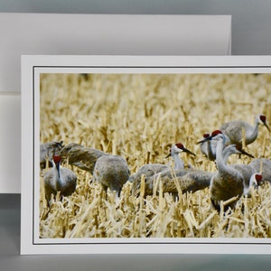 Tarjeta de nota fotográfica Sandhill Crane's View - Tarjeta de notas en blanco - Tarjeta para todas las ocasiones 71-8029N