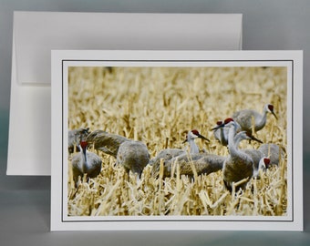 Sandhill Crane Photo Note Card - Blank All Occasion Greeting Card - 71-8029N