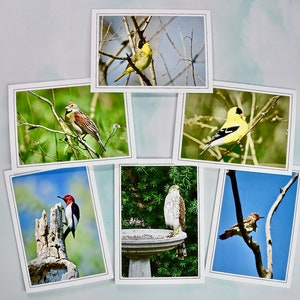 Vogel Foto Grußkarten - Garten Vogel Foto Grußkarten - Blanko Grußkarten 60-0160