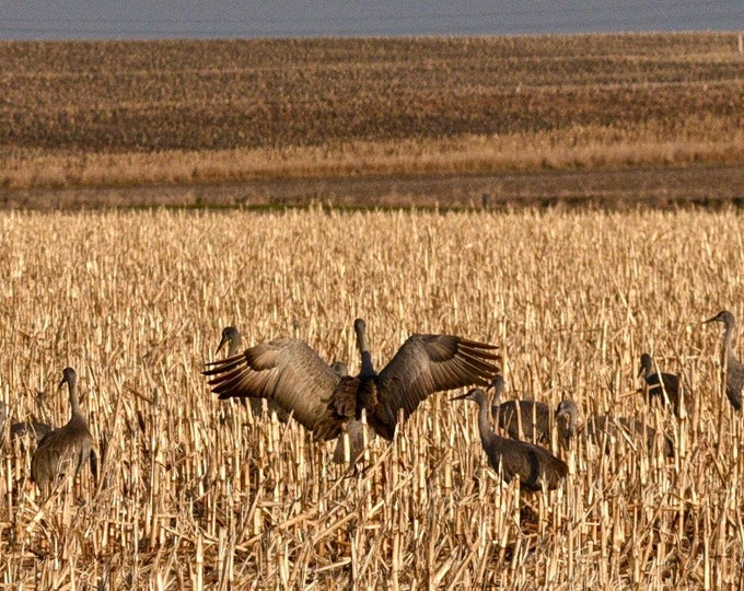 Sandhill Crane Print - Blank Photo Note Card  75-2916