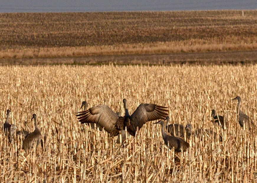Sandhill Crane Print - Blank Photo Note Card 75-2916