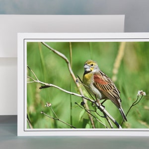 Grußkarte - Dickcissel Blank Note Card - All Anlässe Card 71-2244