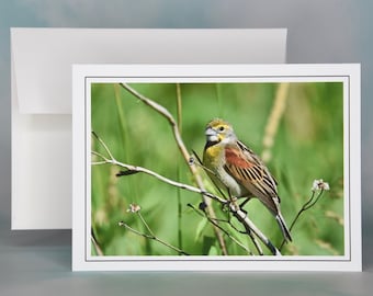 Note card - Dickcissel Blank Note Card - All Occasion Card  71-2244