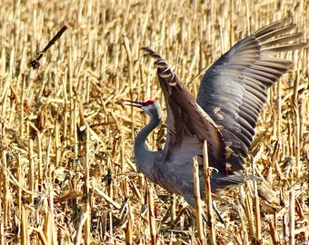 Sandhill Crane Flipping Cornstalk - Photography Print or Blank Note Card  53-0901