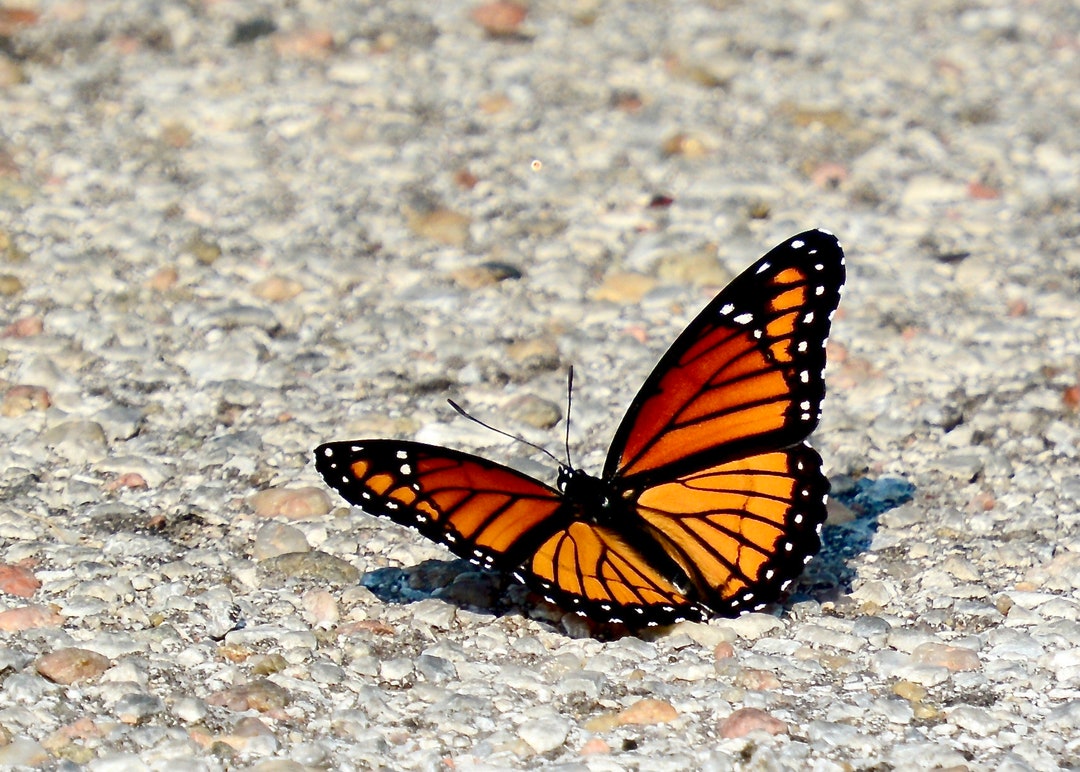 Viceroy Butterfly Photo Print Or Blank Note Card 71 5109 Etsy viceroy-butterfly-photo-print-or-blank-note-card-71-5109-etsy