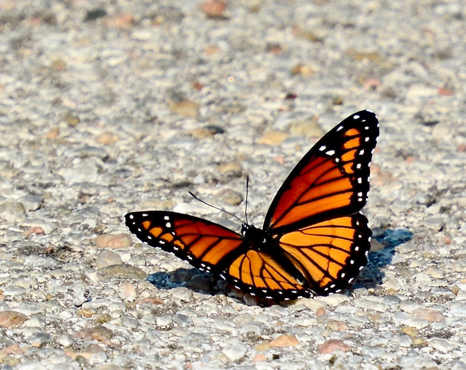 Viceroy Butterfly - Photo Print or Blank Note Card  71-5109