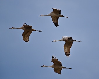 Sandhill Cranes in Flight Print - Photo Print  75-3580