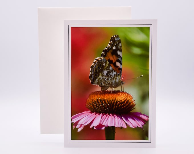 Painted Lady Butterfly on Coneflower - Blank Note Card  53-0697