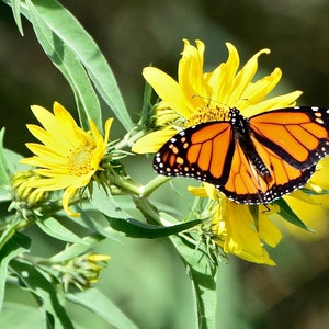 Monarch Butterfly Print - Monarch Butterfly on Yellow Flower  71-6742