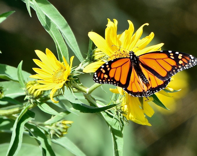 Monarch Butterfly Print - Monarch Butterfly on Yellow Flower  71-6742