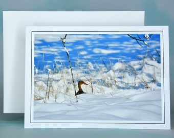 Winter Scenes - Mallard in the Snow - Blank Note Card  71-1078