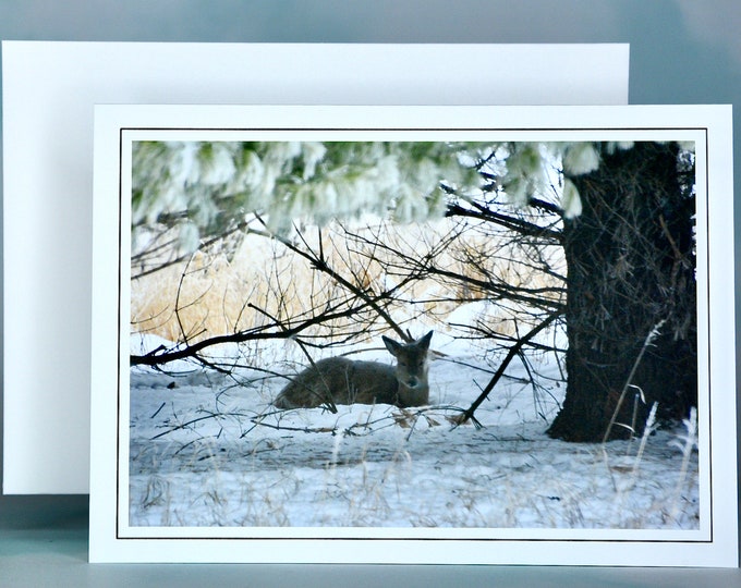 Winter Scenes - Deer in the Snow - Blank Note Card