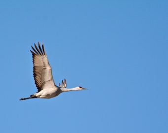 Sandhill Crane Photo Print - Solo Sandhill Crane in Flight - Nature & Wildlife Photography  71-2580