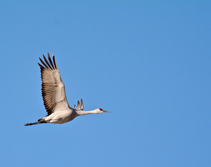 Sandhill Crane Photo Print - Solo Sandhill Crane in Flight - Nature & Wildlife Photography  71-2580