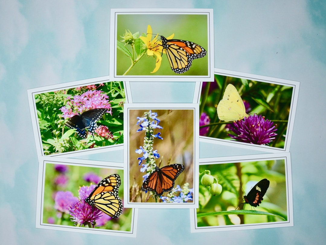 Butterfly Note Cards: Assorted Blank Greeting Cards - 60-0270 - Etsy