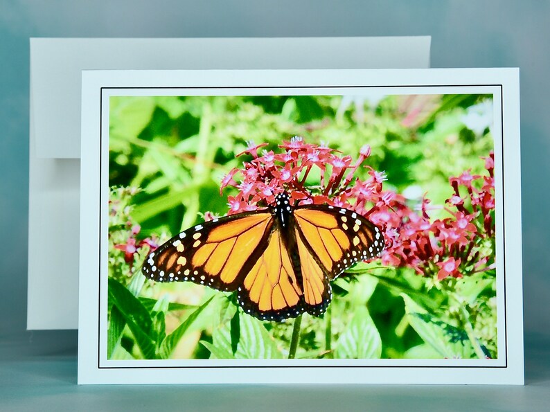 Monarch Butterfly Note Cards: Blank Inside, Gift Set - 60-0290 - Etsy