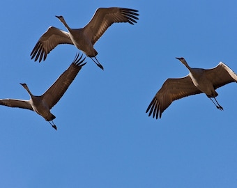 Sandhill Cranes in Flight Closeup Print - Blank Photo Note Card  75-2684