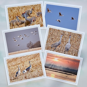 Sandhill Cranes Notitiekaarten - blanco notitiekaarten - alle gelegenheidskaarten 60-0090