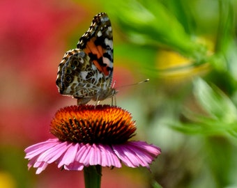 Butterfly Print - Painted Lady on Purple Coneflower - Nature Print - Wall Art  53-0697