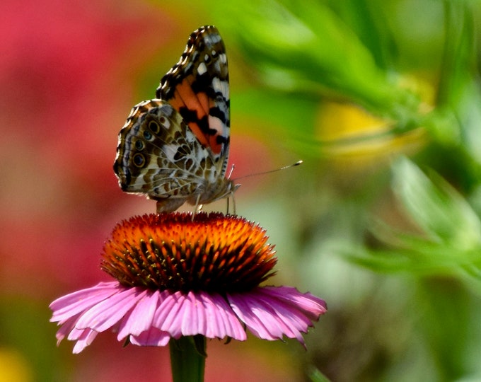 Butterfly Print - Painted Lady on Purple Coneflower - Nature Print - Wall Art  53-0697