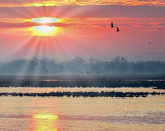 Sandhill Cranes at Sunrise Print - Cranes on the Platte  71-8280A