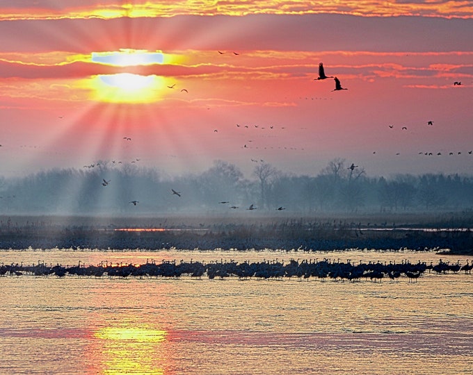 Sandhill Cranes at Sunrise Print - Cranes on the Platte  71-8280A