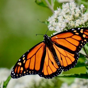 Butterfly Print - Monarch on Milkweed - Photo Print  71-9733