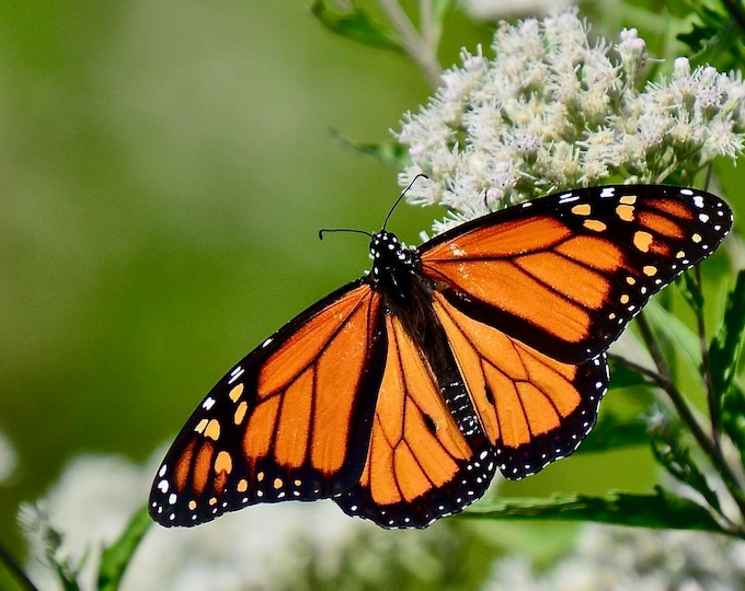 Butterfly Print - Monarch on Milkweed - Photo Print
