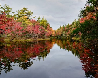 Fall Foliage Print - Brilliant Fall Color Reflecting on Local Pond  71-6796