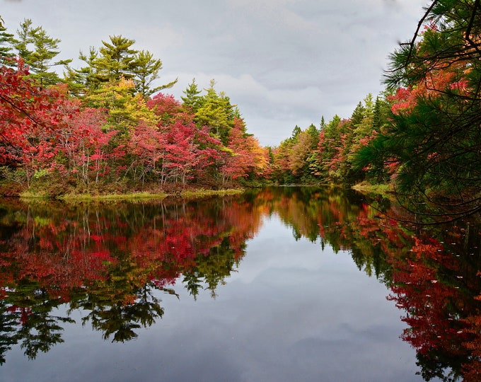 Fall Foliage Print - Brilliant Fall Color Reflecting on Local Pond  71-6796