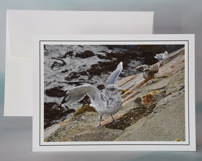 Coastal Photo Note Card - Blank Note Card - Busy Gulls - Nautical Scene  53-0850N