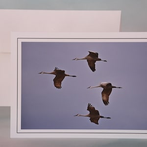 Cartão de notas com foto Sandhill Cranes in Flight - Cartão de notas em branco 71-3580N