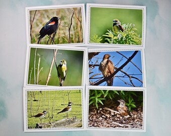 Wild Bird Photo Note Cards - Backyard Birds - Blank Note Cards   60-0170