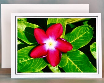 Madagascar Periwinkle - Blank Note Card  71-8118