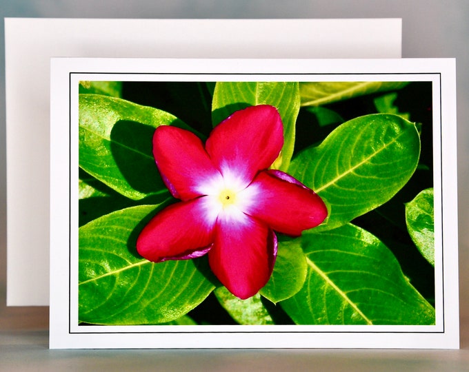 Madagascar Periwinkle - Blank Note Card  71-8118